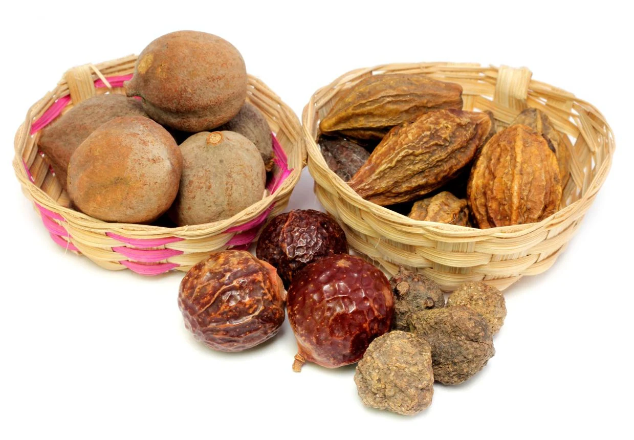 Bindal Fruit (Ziziphus nummularia) used in Mal Mix